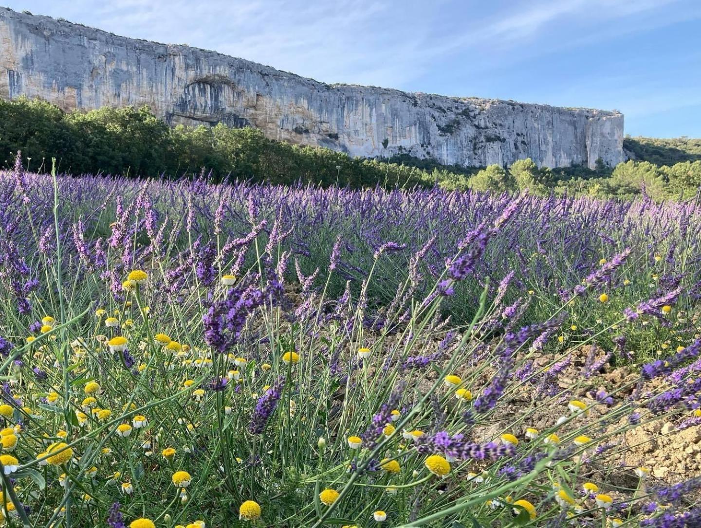 Gite La Madeleine Du Luberon. Lioux Zewnętrze zdjęcie